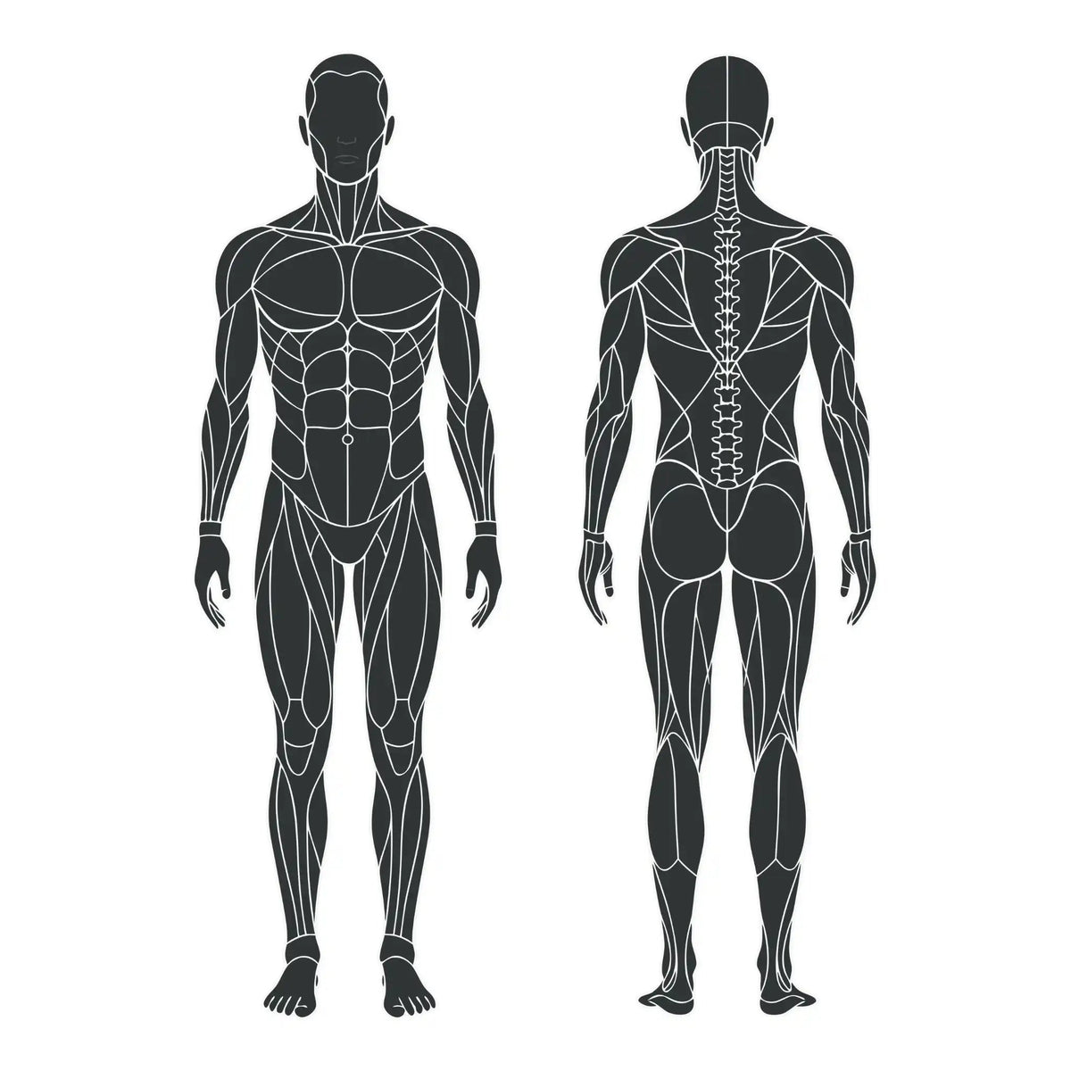 Front_Back_of_Body_Square.webp